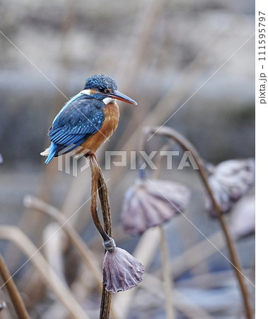 野鳥のカワセミが枯れた蓮花托の上にを立っているとても可愛いです 111595797