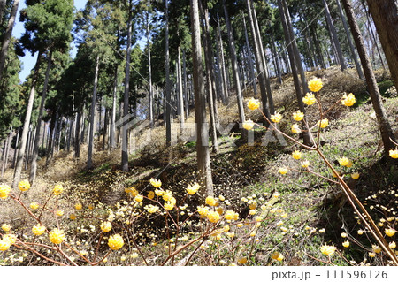 ミツマタの花は早春に咲く花の代名詞ー壱 111596126