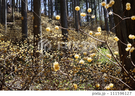 ミツマタの花は早春に咲く花の代名詞ー弐 111596127