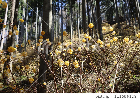 ミツマタの花は早春に咲く花の代名詞ー参 111596128