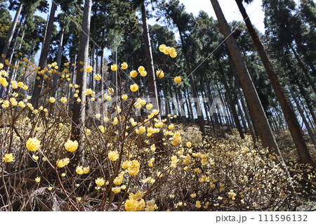 ミツマタの花は早春に咲く花の代名詞ー七 111596132