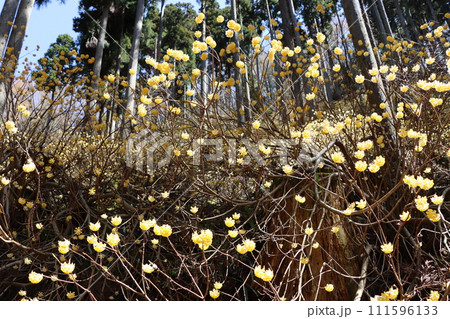 ミツマタの花は早春に咲く花の代名詞ー八 111596133