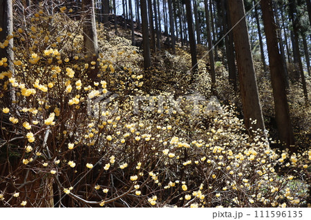 ミツマタの花は早春に咲く花の代名詞ー拾 111596135