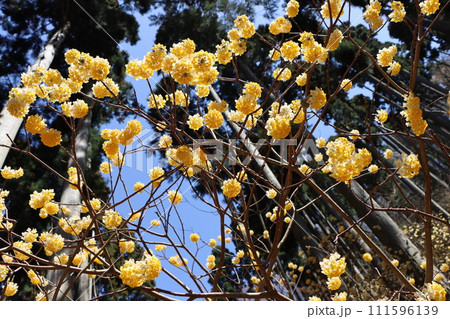 癒されるような甘い香りが漂う三椏の林ー九 111596139