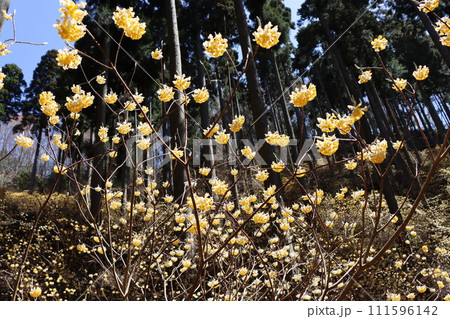 癒されるような甘い香りが漂う三椏の林ー六 111596142