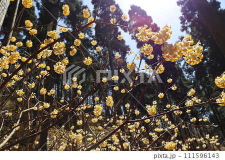 癒されるような甘い香りが漂う三椏の林ー五 111596143