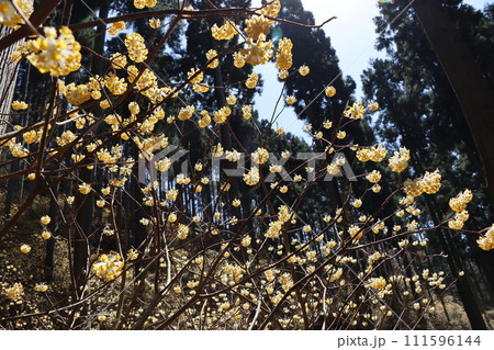 癒されるような甘い香りが漂う三椏の林ー四 癒されるような甘い香りが漂う三椏の林ー四 111596144