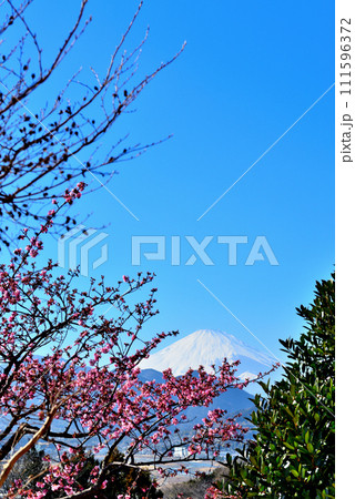 神奈川県　西平畑公園　咲き始め河津桜と富士山の風景 111596372