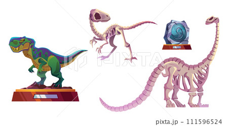 Exhibits of archaeological dinosaur museum 111596524