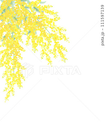 ミモザの花　白バック 111597139