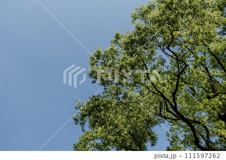 春 泉 湧水 111597262