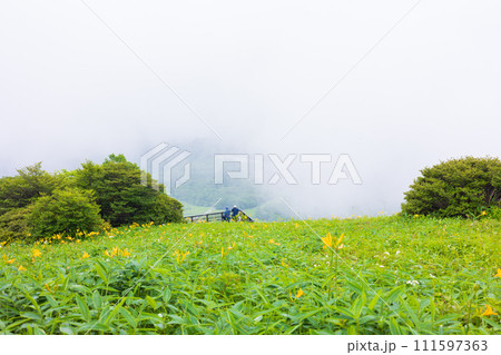 栃木県日光市　霧の霧降高原　見頃を迎えたニッコウキスゲ 111597363