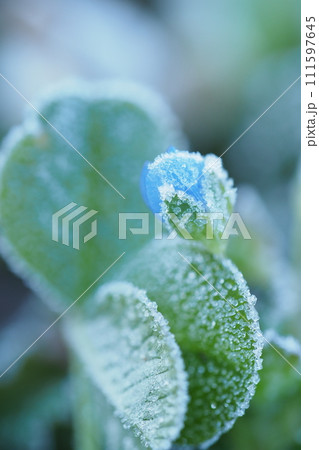 霜のおりた葉とオオイヌノフグリの青い花 霜のおりた葉とオオイヌノフグリの青い花 111597645