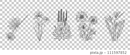 Set of hand drawn African native plants and flowers. Simple black and white vector illustration Set of hand drawn African native plants and flowers. Simple black and white vector illustration 111597852