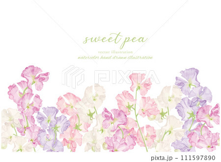 水彩で描いたスイトピーのイラスト背景素材 111597890