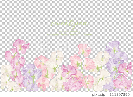 水彩で描いたスイトピーのイラスト背景素材 111597890