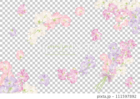 水彩で描いたスイトピーのフレーム素材 111597892