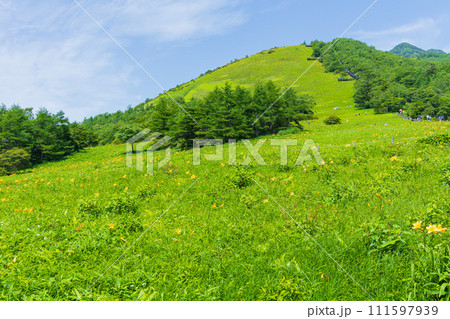 栃木県日光市の夏 霧降高原 見頃を迎えたニッコウキスゲ 栃木県日光市の夏 霧降高原 見頃を迎えたニッコウキスゲ 111597939