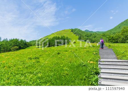 栃木県日光市の夏　霧降高原　見頃を迎えたニッコウキスゲ 111597940