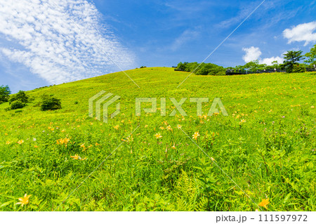 栃木県日光市の夏 霧降高原 見頃を迎えたニッコウキスゲ 栃木県日光市の夏 霧降高原 見頃を迎えたニッコウキスゲ 111597972