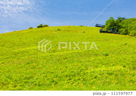 栃木県日光市の夏　霧降高原　見頃を迎えたニッコウキスゲ 111597977