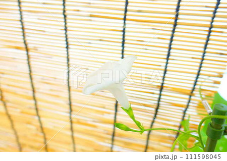 アサガオ 朝顔 あさがお アサガオ 朝顔 あさがお 111598045