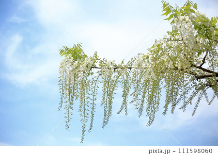 白い藤の花　霧島市和気神社 111598060