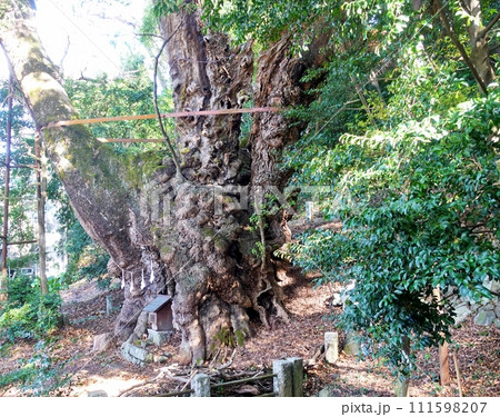 葛見神社の御神木の大クス 葛見神社の御神木の大クス 111598207