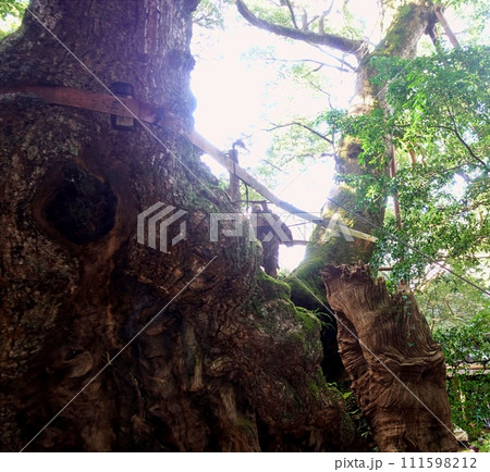 葛見神社の御神木の大クス 葛見神社の御神木の大クス 111598212