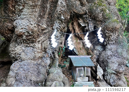 葛見神社の御神木の大クス 葛見神社の御神木の大クス 111598217