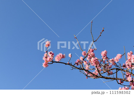 青空の中の紅梅の花 111598302