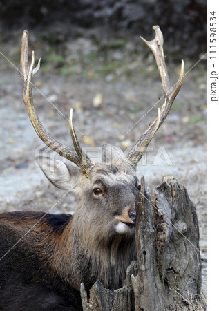 エゾジカ 111598534