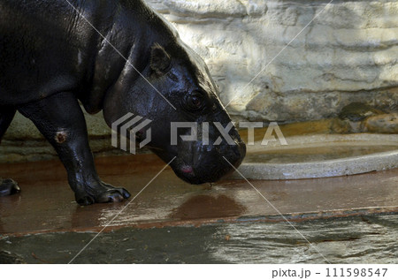 コビトカバ 111598547