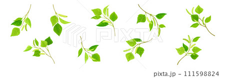 Green Birch Twigs with Catkins and Leaf on Stem Vector Set 111598824
