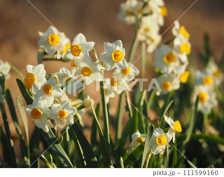 冬の公園に咲くスイセンの白い花 111599160