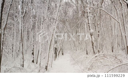 fantasy forest with snow falling in winter. Snowy forest from the inside. fantasy forest with snow falling in winter. Snowy forest from the inside. 111599229