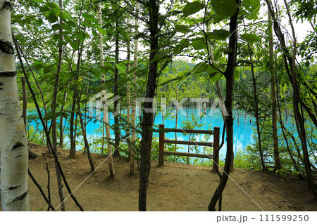 北海道　美瑛の人気観光地　青い池 111599250