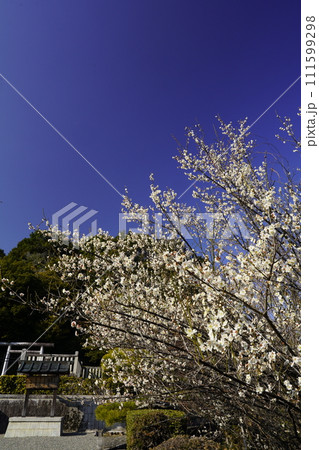 青空に映える満開の白梅 111599298