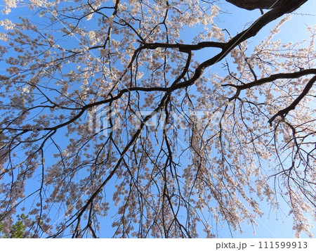 青空をいっぱいに覆う枝垂れ桜 111599913