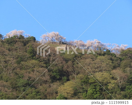 真っ青な空に映える鳥取城跡の桜 111599915