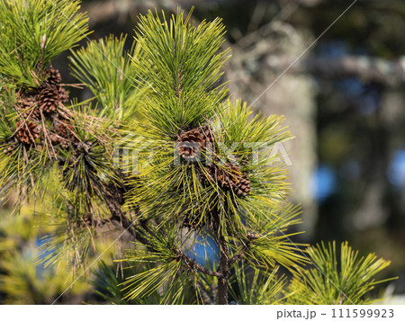 球果を付けた松の木 111599923