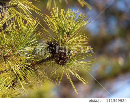 球果を付けた松の木 球果を付けた松の木 111599924