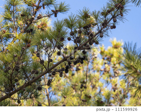 球果を付けた松の木 球果を付けた松の木 111599926