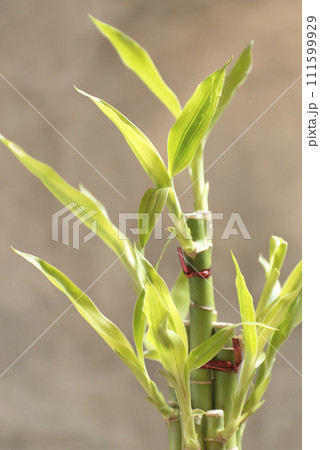 Close-up and vertical image of a lucky bamboo plant isolated on a gray background. 111599929