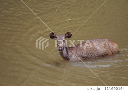 wild sambar deer of khao yai national park swimming in natural canal wild sambar deer of khao yai national park swimming in natural canal 111600164