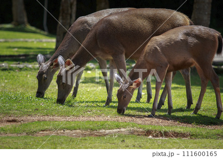 group of wild sambar deer in khao yai national park one of most important natural sanctuary of asian 111600165