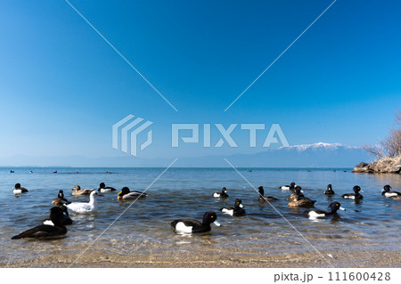 穏やかな冬の琵琶湖の情景の背景素材 穏やかな冬の琵琶湖の情景の背景素材 111600428