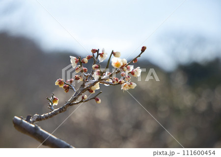 梅の花 梅の花 111600454