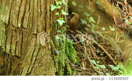 巣の材料のミズゴケを集めるミソサザイ　茶色の保護色　野鳥 111600507