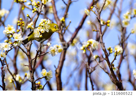 梅の花と可愛いメジロ 梅の花と可愛いメジロ 111600522
